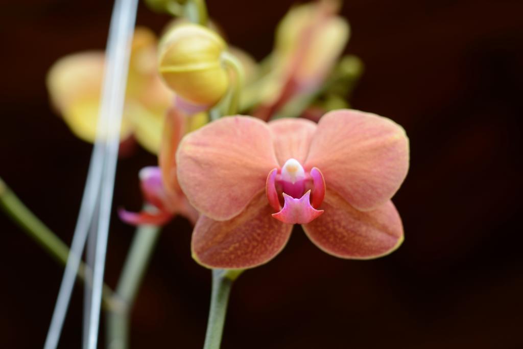 Botanic Garden Villas Hoi An Zewnętrze zdjęcie